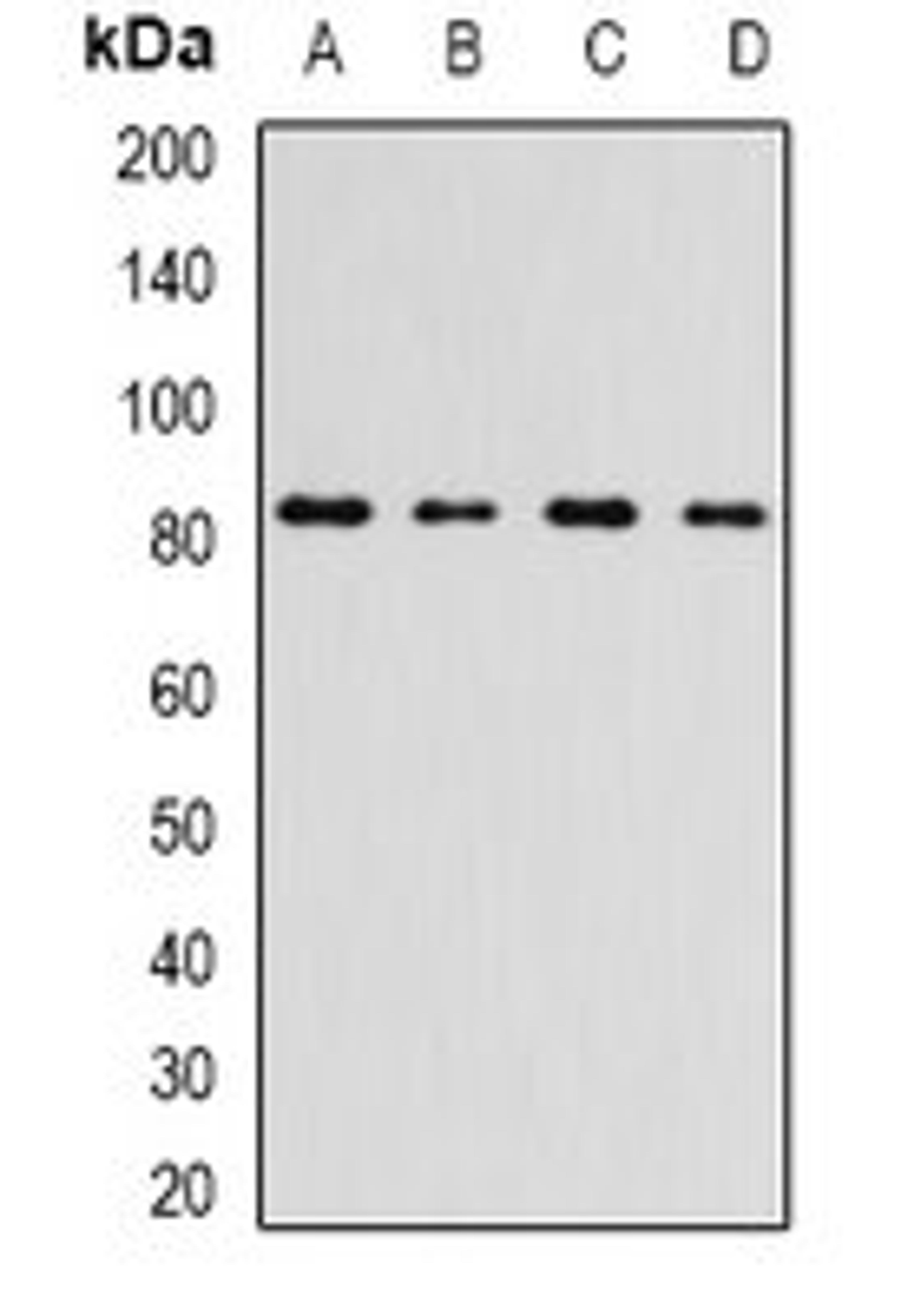 Western blot analysis of A549 (Lane1), HepG2 (Lane2), mouse kidney (Lane3), rat testis (Lane4) whole cell lysates using INTS10 antibody