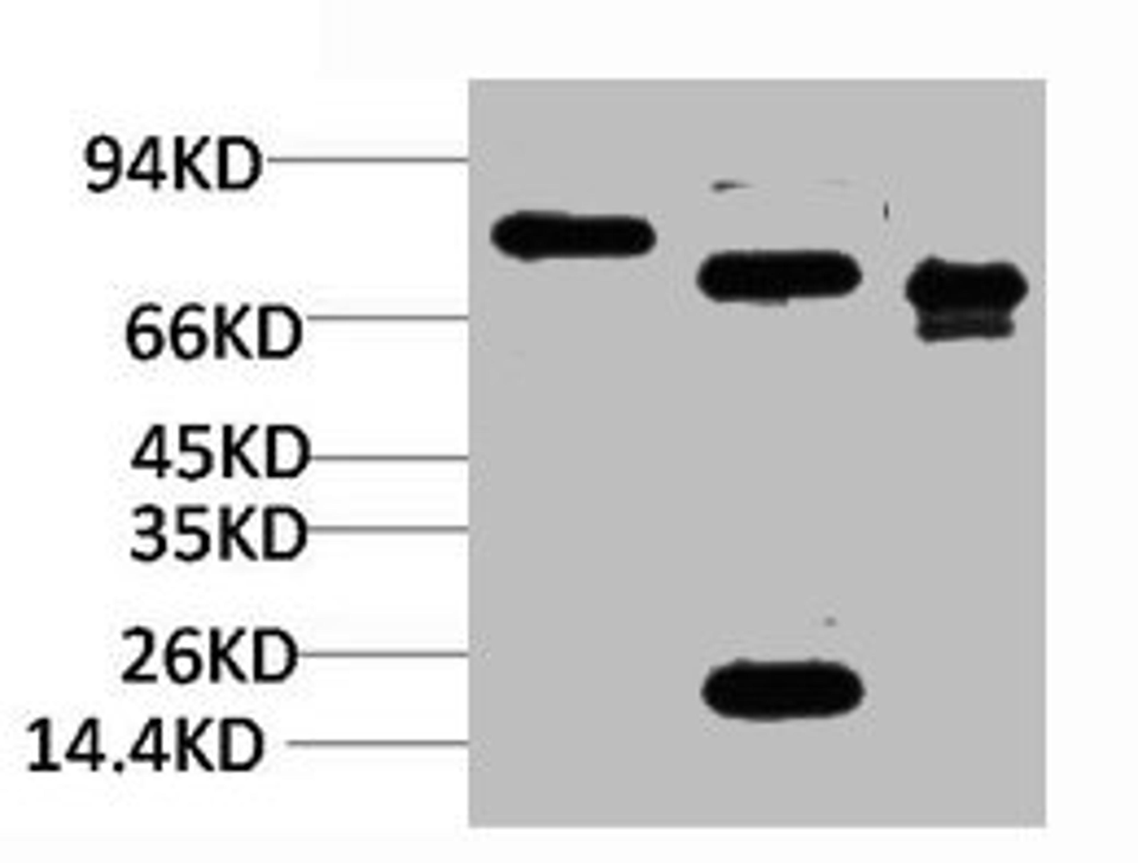 Western blot analysis of 1) Rat BrainTissue, 2)Mouse Brain Tissue, 3) HepG2 with KCNN2(SK2) Rabbit pAb diluted at 1:2,000.
