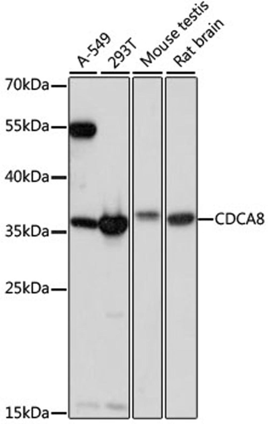 Western blot - CDCA8 antibody (A15463)