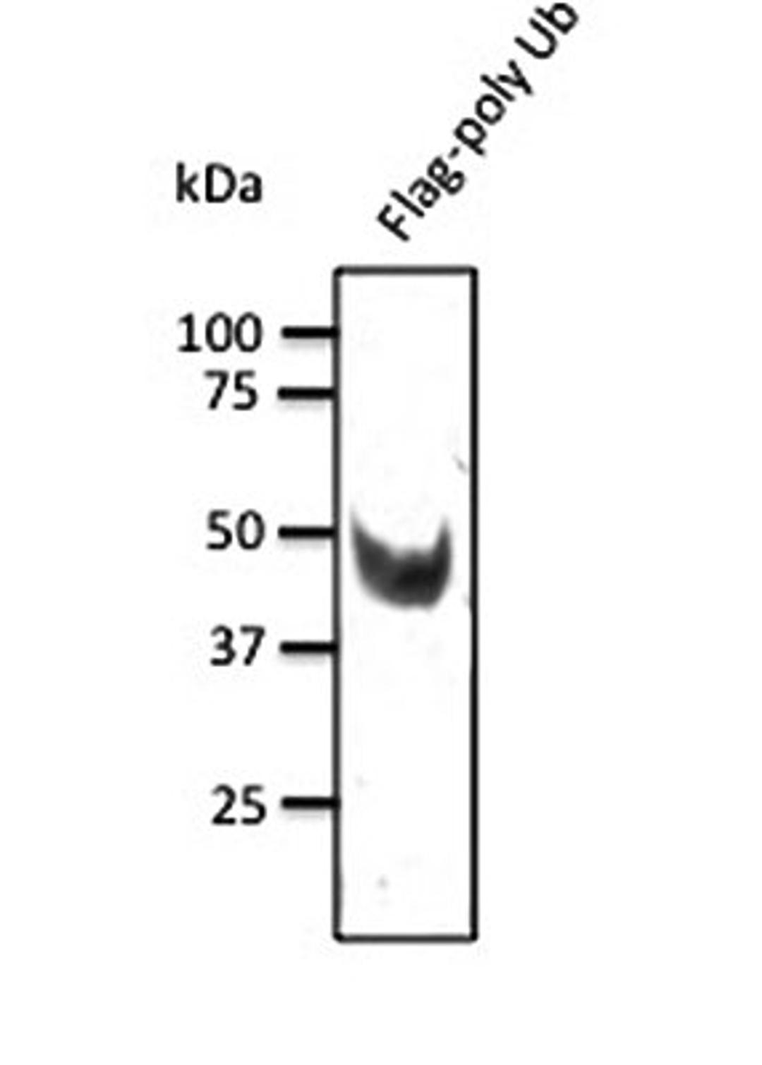 Western blot analysis of 293 cell line lysate using DYKDDDDK antibody.