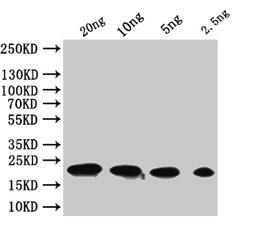 Western Blot. Positive WB detected in: recombinant protein. All lanes:tfpQ  Antibody at 1:1000. Secondary. Goat polyclonal to rabbit IgG at 1/50000 dilution. Predicted band size: 21 kDa. Observed band size: 21 kDa. 