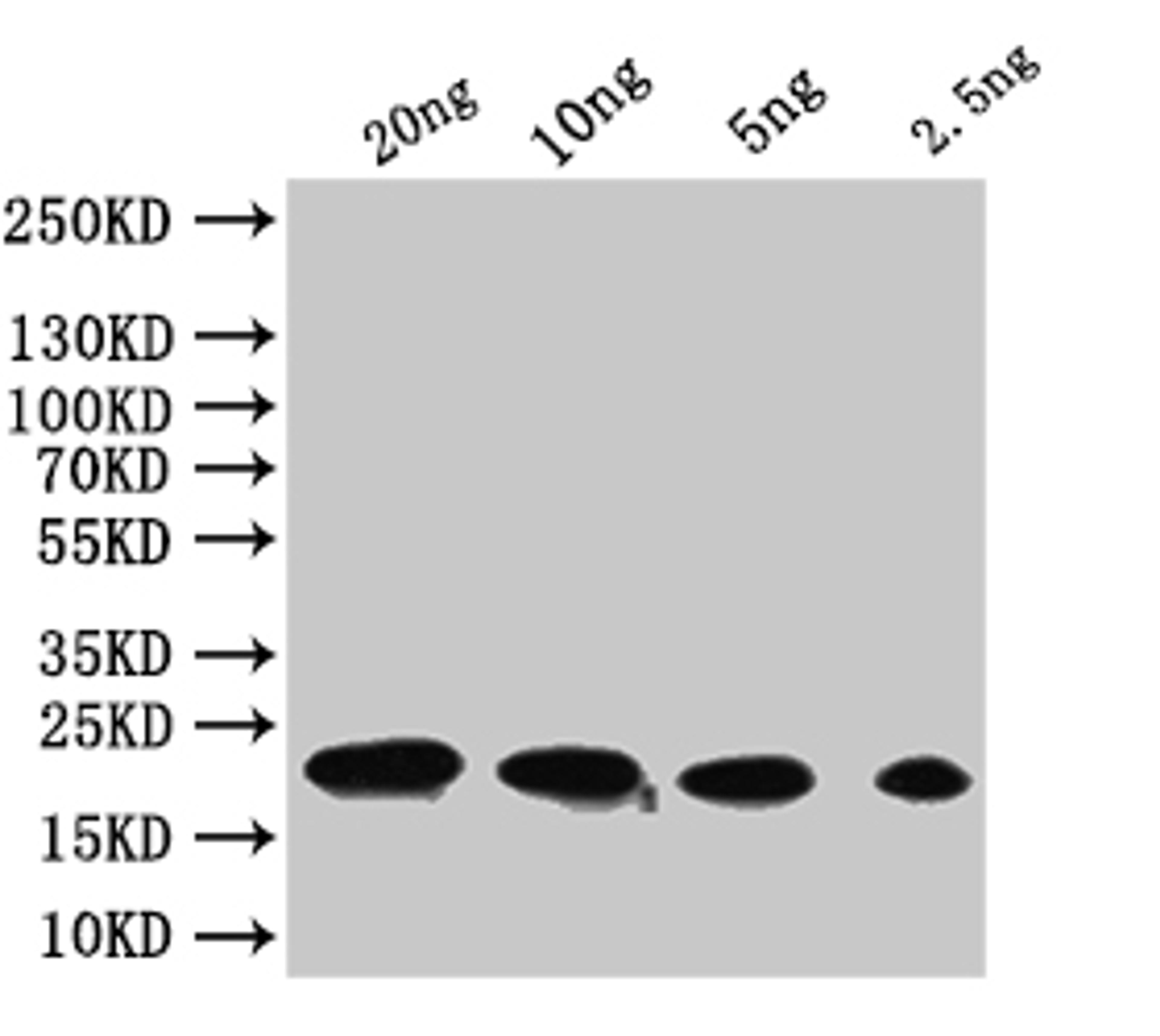 Western Blot. Positive WB detected in: recombinant protein. All lanes:tfpQ  Antibody at 1:1000. Secondary. Goat polyclonal to rabbit IgG at 1/50000 dilution. Predicted band size: 21 kDa. Observed band size: 21 kDa. 