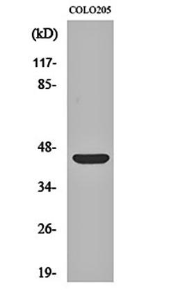 Western blot analysis of COLO205 cell lysates using p47-phox antibody