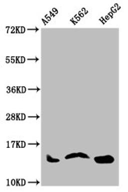 Western Blot. Positive WB detected in: A549 whole cell lysate, K562 whole cell lysate, HepG2 whole cell lysate. All lanes: HIST1H2AG antibody at 1µg/ml. Secondary. Goat polyclonal to rabbit IgG at 1/50000 dilution. Predicted band size: 15 kDa. Observed band size: 15 kDa