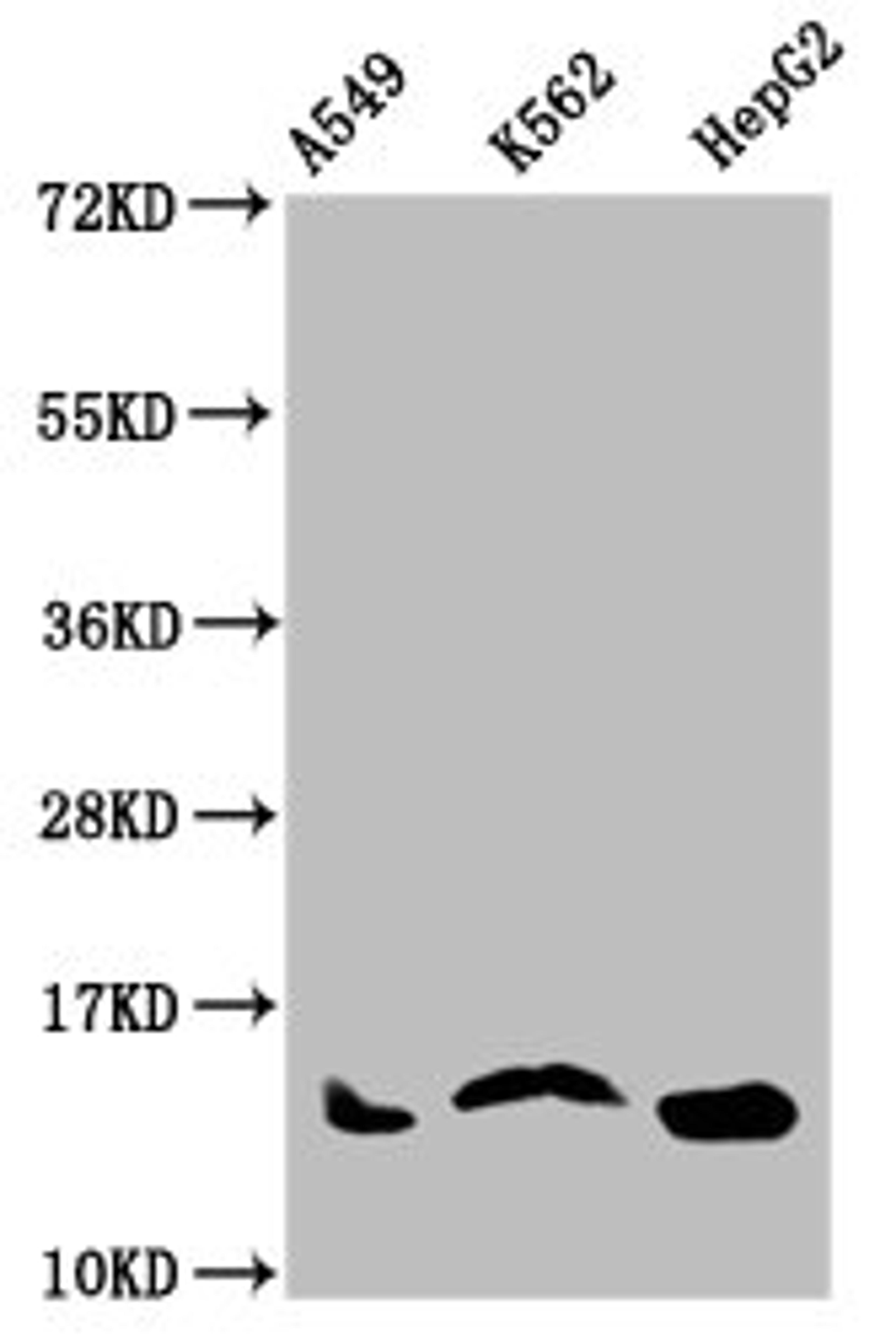 Western Blot. Positive WB detected in: A549 whole cell lysate, K562 whole cell lysate, HepG2 whole cell lysate. All lanes: HIST1H2AG antibody at 1µg/ml. Secondary. Goat polyclonal to rabbit IgG at 1/50000 dilution. Predicted band size: 15 kDa. Observed band size: 15 kDa