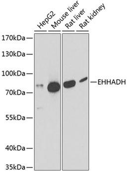 Western blot - EHHADH antibody (A13488)