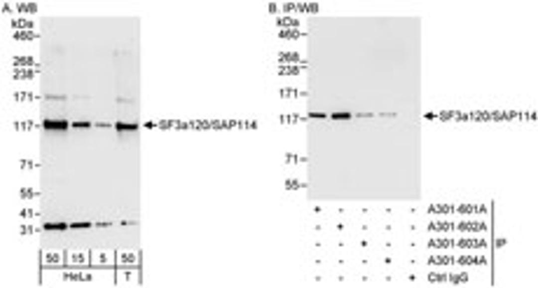 Detection of human SF3a120/SAP114 by western blot and immunoprecipitation.