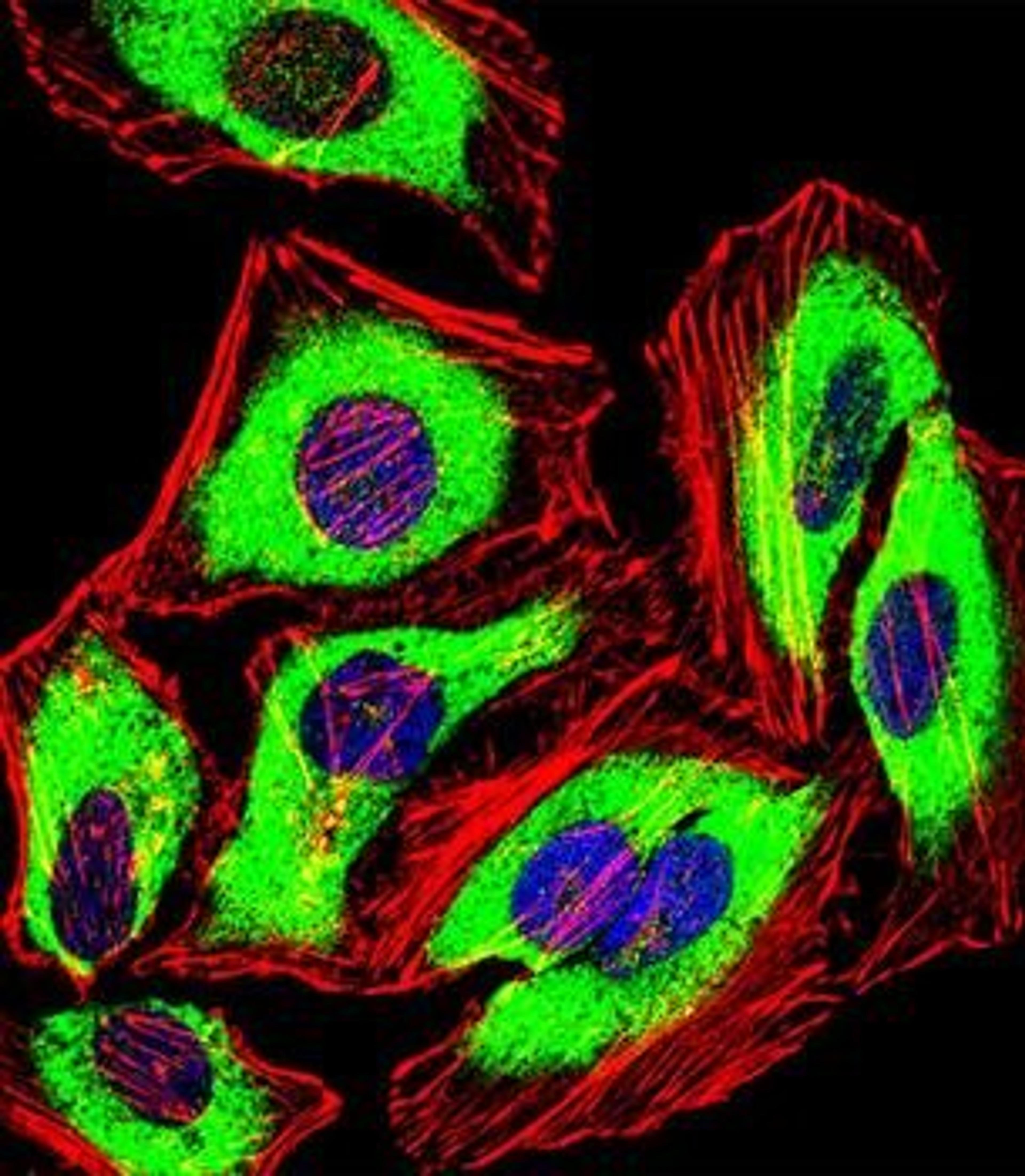 Immunofluorescense analysis of Hela cells using PRDX2 antibody (primary antibody dilution at: 1:10-50)