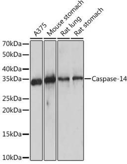 Western blot - Caspase-14 Rabbit mAb (A9618)