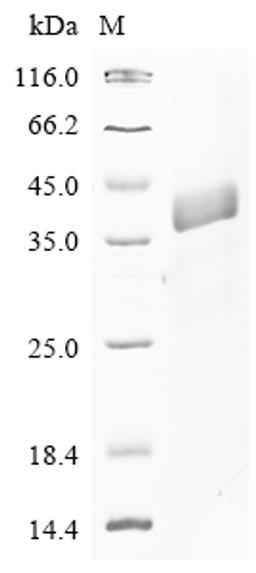 (Tris-Glycine gel) Discontinuous SDS-PAGE (reduced) with 5% enrichment gel and 15% separation gel.