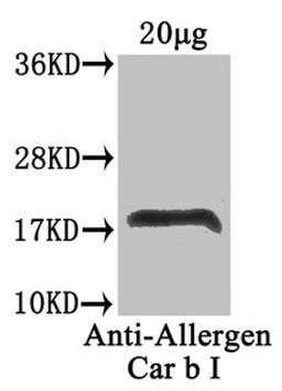 Western Blot. Positive WB detected in: Carpinus betulus (20µg). All lanes: Allergen Car b I antibody at 4µg/ml. Secondary. Goat polyclonal to rabbit IgG at 1/50000 dilution. Predicted band size: 18 kDa. Observed band size: 18 kDa