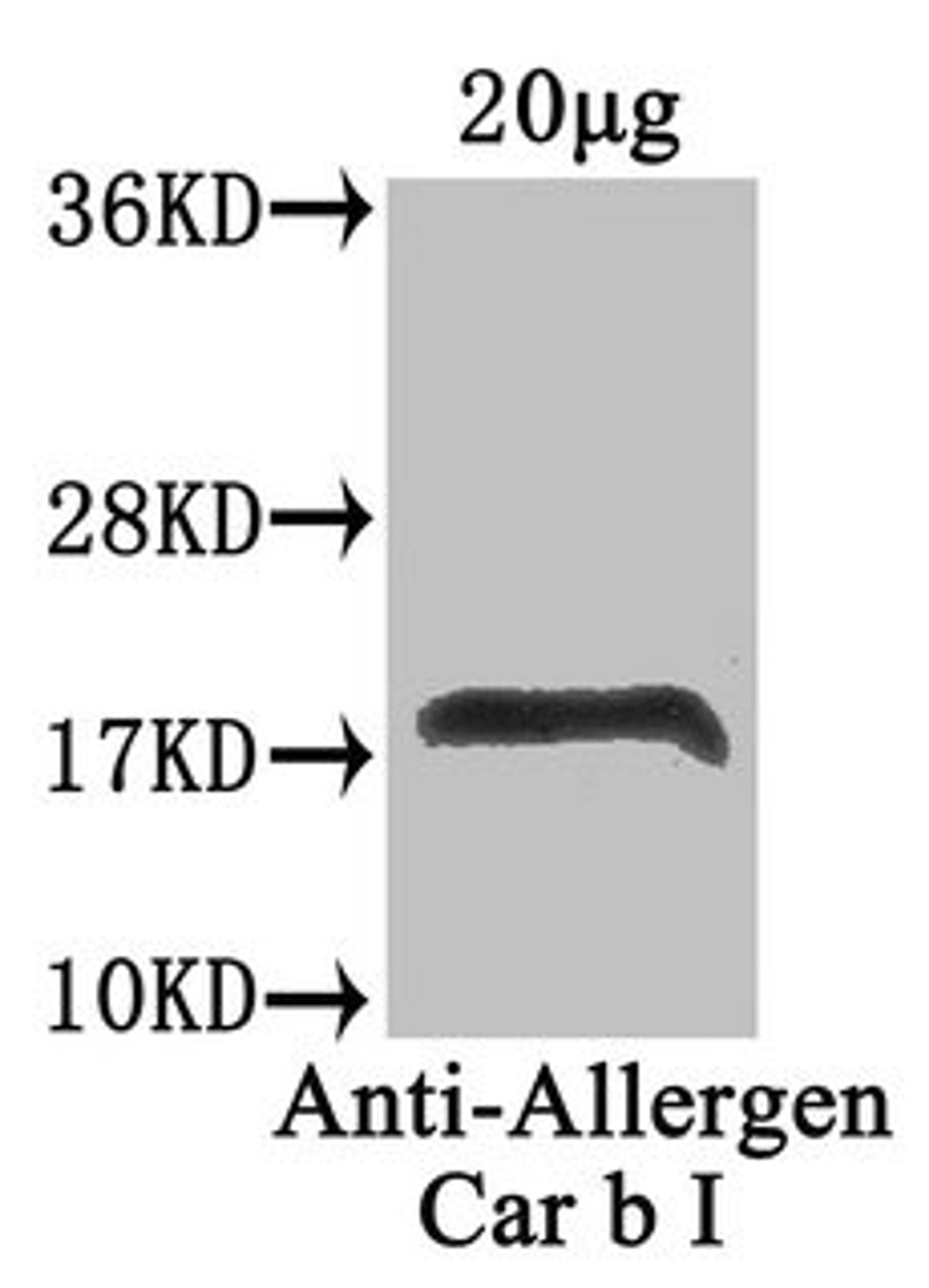 Western Blot. Positive WB detected in: Carpinus betulus (20µg). All lanes: Allergen Car b I antibody at 4µg/ml. Secondary. Goat polyclonal to rabbit IgG at 1/50000 dilution. Predicted band size: 18 kDa. Observed band size: 18 kDa