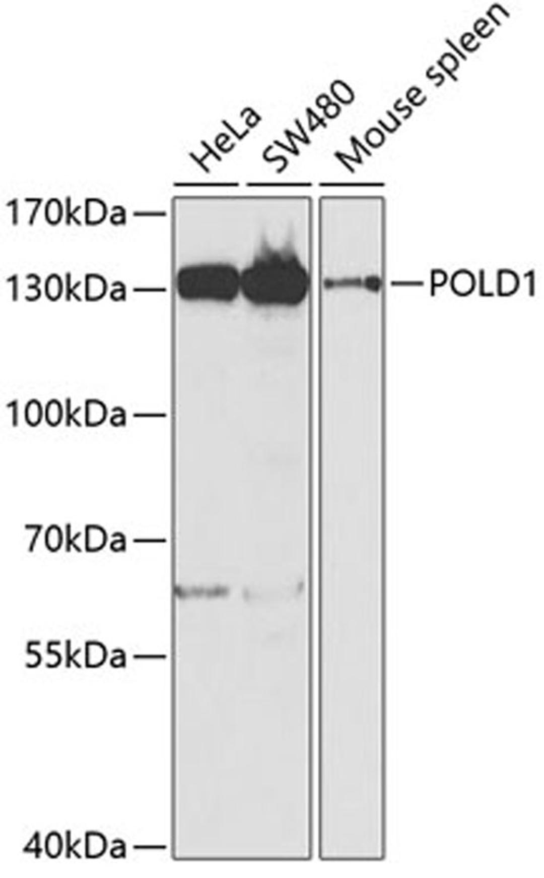 Western blot - POLD1 antibody (A5323)