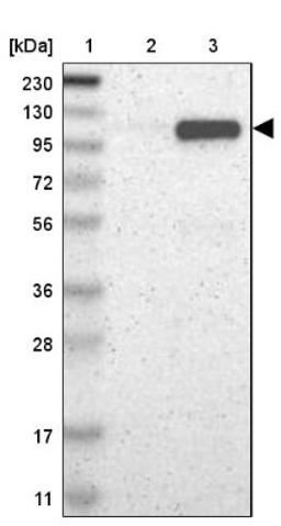 Western Blot: PTPN12 Antibody [NBP1-87188] - Lane 1: Marker [kDa] 230, 130, 95, 72, 56, 36, 28, 17, 11<br/>Lane 2: Human cell line RT-4<br/>Lane 3: Human cell line U-251MG sp