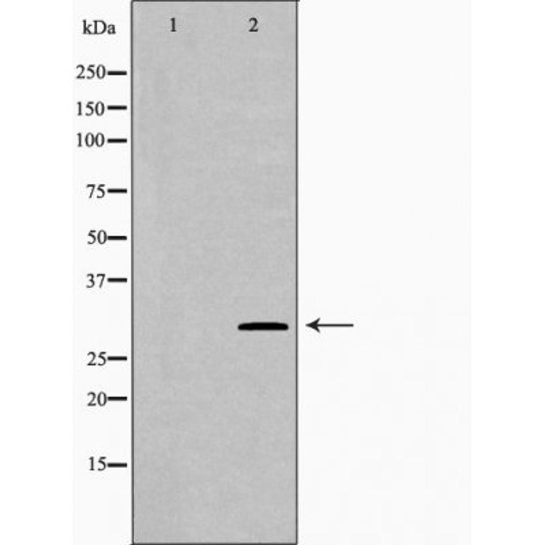 Western blot analysis of 293T cell lysate using PSMG2 antibody