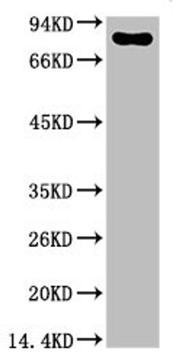 Western blot analysis of Firefly Luciferase Transfected Hela Cell Lysate using Luciferase Mouse mAb diluted at 1:2000.