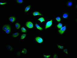Immunofluorescence staining of A549 cells with CSB-PA854045LA01HU at 1:33, counter-stained with DAPI. The cells were fixed in 4% formaldehyde, permeabilized using 0.2% Triton X-100 and blocked in 10% normal Goat Serum. The cells were then incubated with the antibody overnight at 4&deg;C. The secondary antibody was Alexa Fluor 488-congugated AffiniPure Goat Anti-Rabbit IgG(H+L).