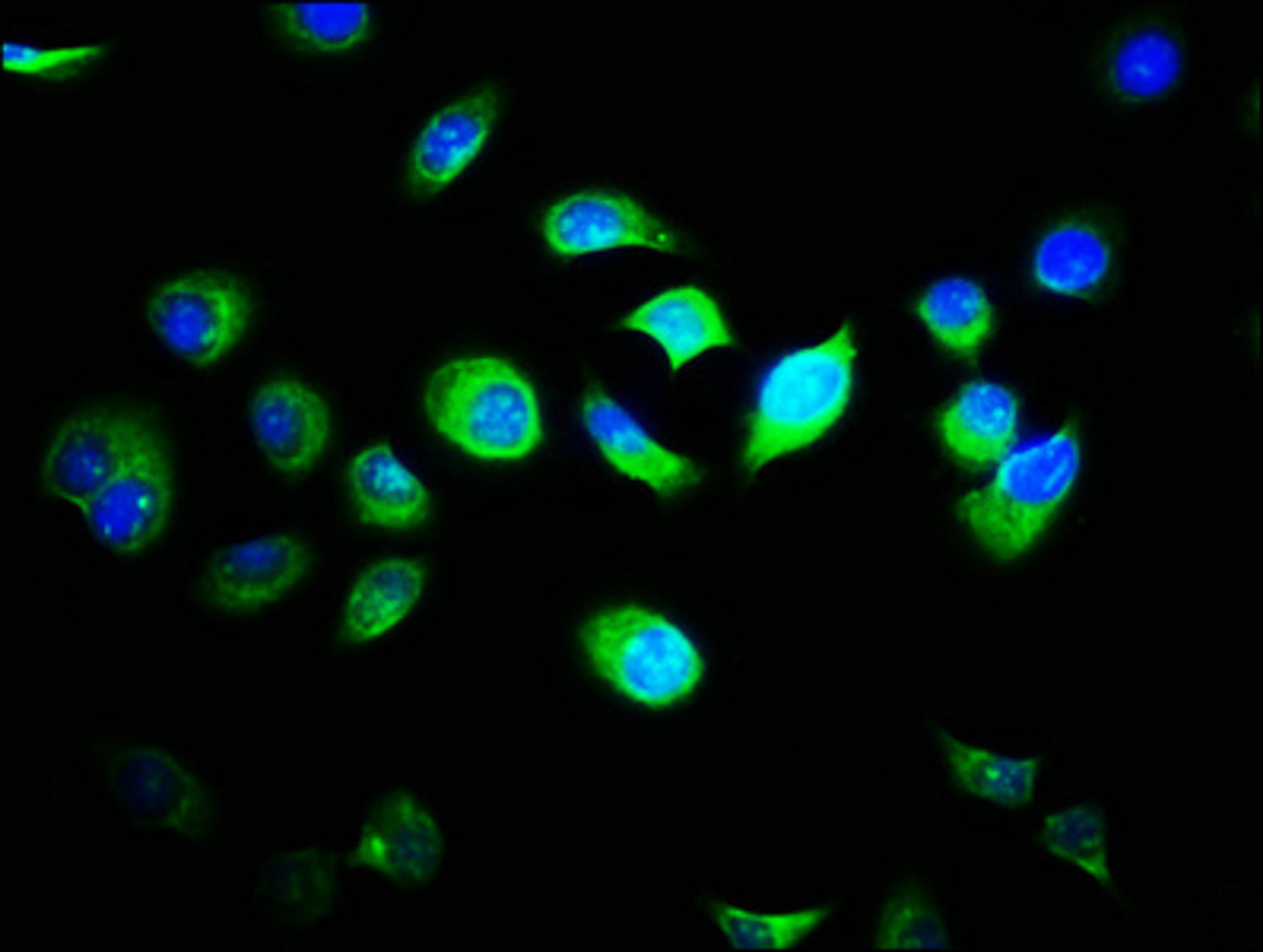 Immunofluorescence staining of A549 cells with CSB-PA854045LA01HU at 1:33, counter-stained with DAPI. The cells were fixed in 4% formaldehyde, permeabilized using 0.2% Triton X-100 and blocked in 10% normal Goat Serum. The cells were then incubated with the antibody overnight at 4&deg;C. The secondary antibody was Alexa Fluor 488-congugated AffiniPure Goat Anti-Rabbit IgG(H+L).
