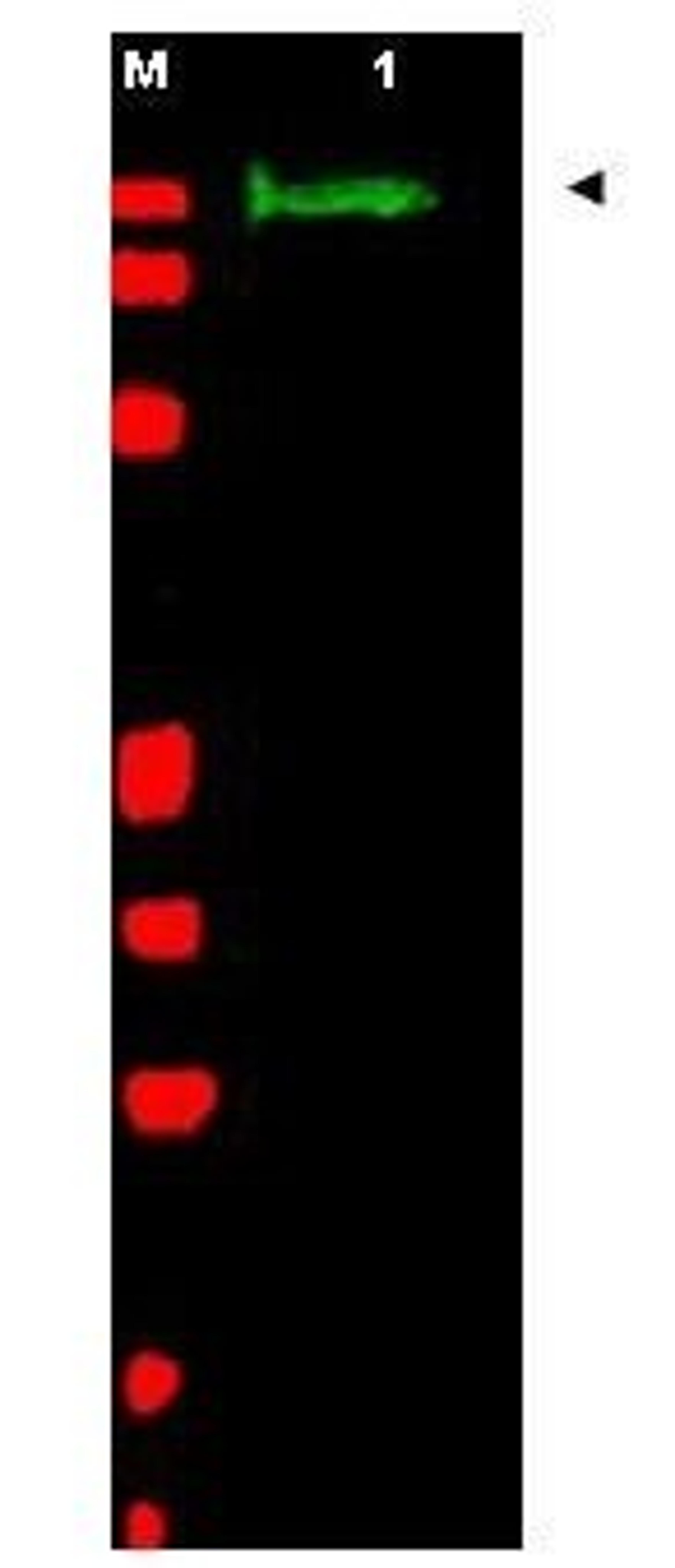 Western blot analysis of chicken spinal cord whole cell lysate using SLIT-2 antibody