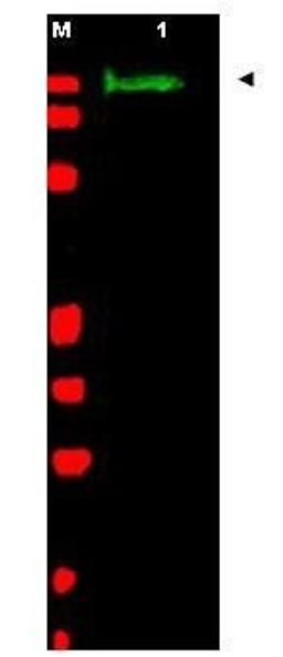 Western blot analysis of chicken spinal cord whole cell lysate using SLIT-2 antibody