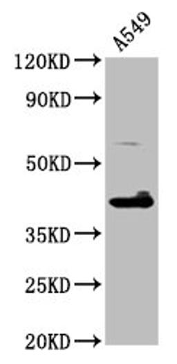 Western Blot. Positive WB detected in: A549 whole cell lysate. All lanes: TFB1M antibody at 4.6µg/ml. Secondary. Goat polyclonal to rabbit IgG at 1/50000 dilution. Predicted band size: 40 kDa. Observed band size: 40 kDa