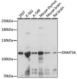 Western blot - DNMT3A antibody (A16834)