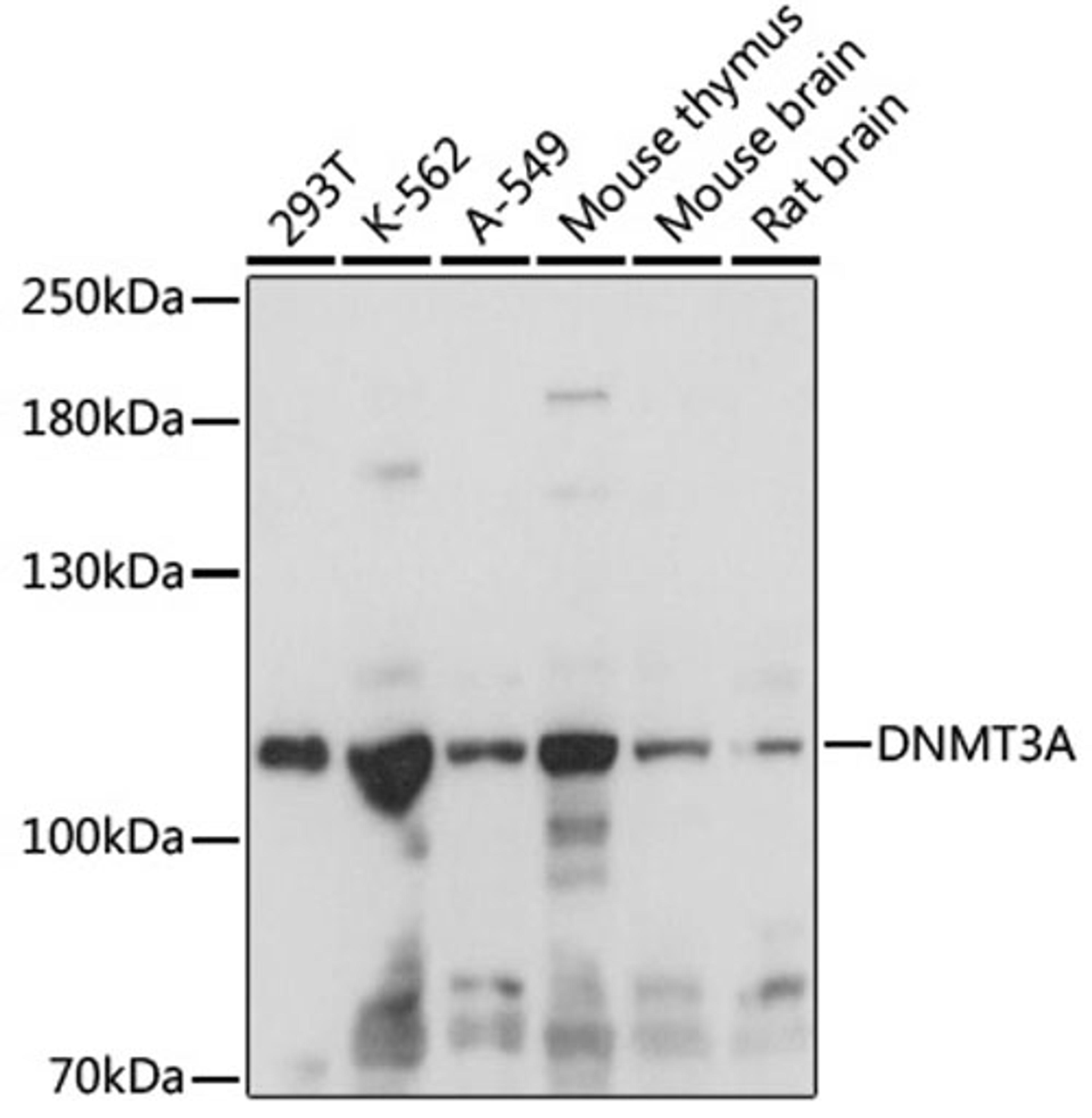 Western blot - DNMT3A antibody (A16834)