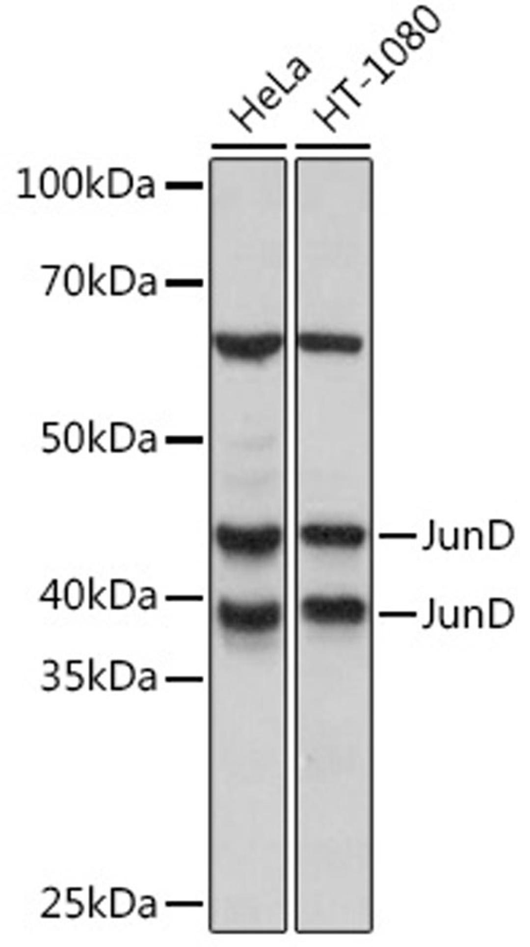 Western blot - JunD Rabbit mAb (A5433)