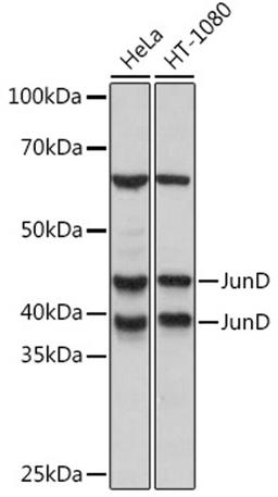 Western blot - JunD Rabbit mAb (A5433)