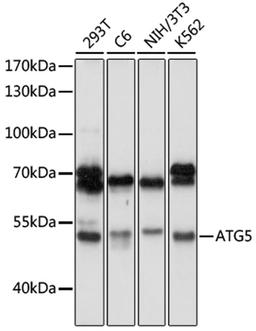 Western blot - ATG5 antibody (A11427)