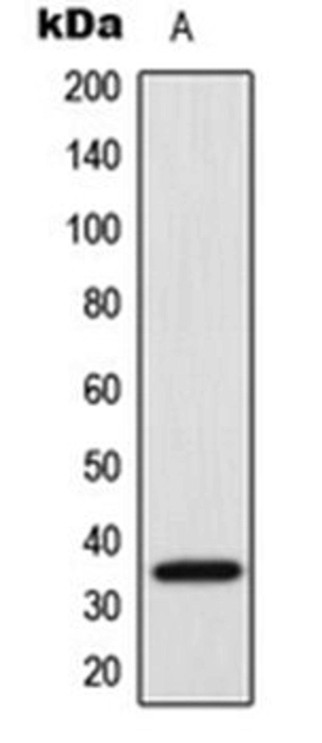 Western blot analysis of HeLa (Lane 1) whole cell lysates using SRSF7 antibody