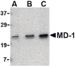 Western blot analysis of MD-1 in Daudi cell lysate with MD-1 antibody at (A) 0.5, (B) 1 and (C) 2 μg/mL.