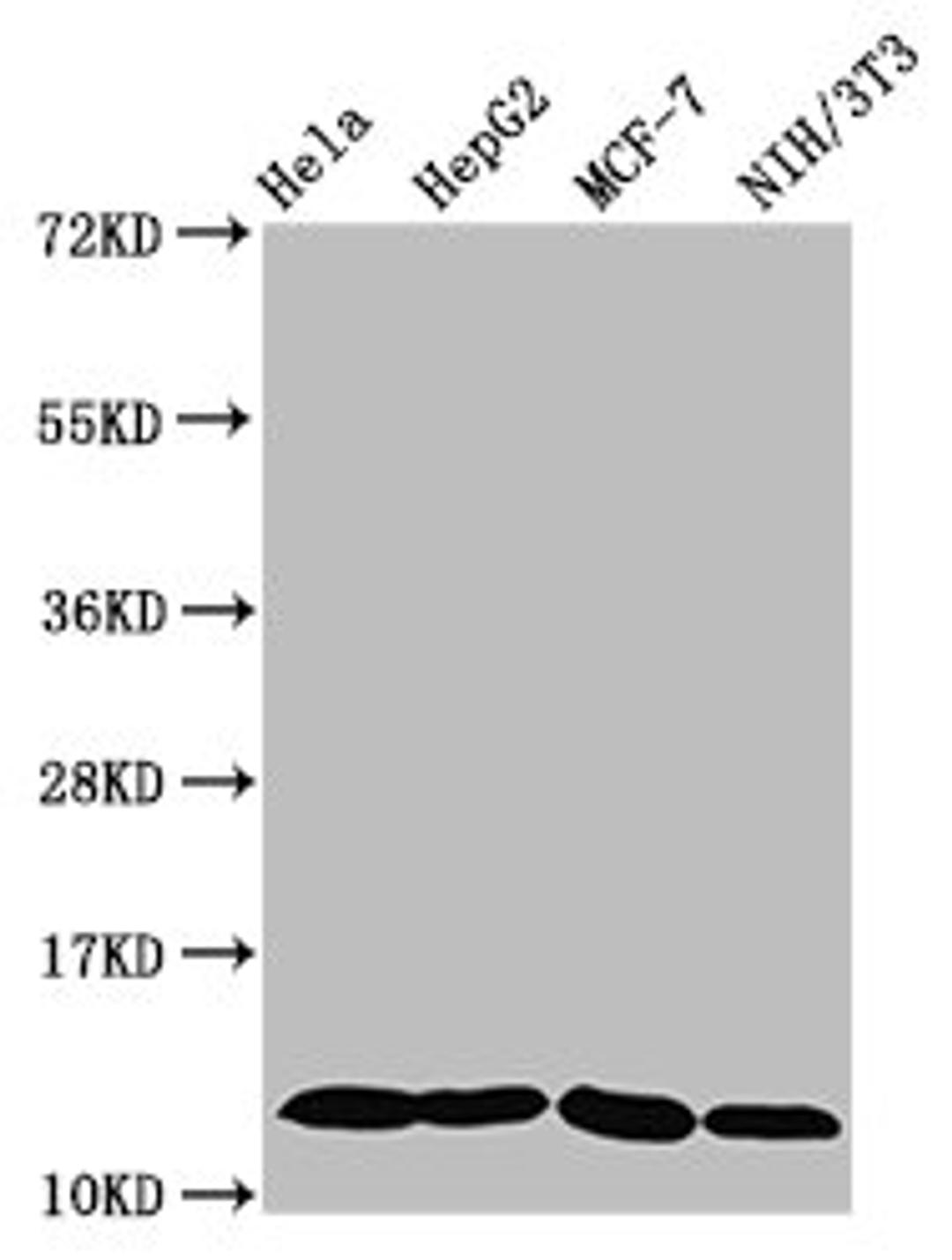 Western Blot. Positive WB detected in: Hela whole cell lysate, HepG2 whole cell lysate, MCF-7 whole cell lysate, NIH/3T3 whole cell lysate. All lanes: HIST1H4A antibody at 0.6µg/ml. Secondary. Goat polyclonal to rabbit IgG at 1/50000 dilution. Predicted band size: 12 kDa. Observed band size: 12 kDa