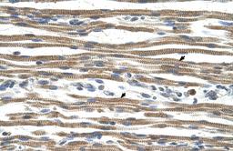 Antibody used in IHC on Human Muscle.