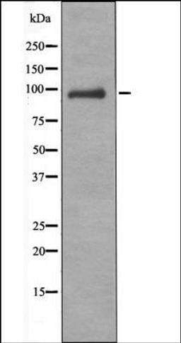 Western blot analysis of A549 whole cell lysates using VAV1 -Phospho-Tyr160- antibody