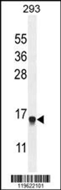 Western blot analysis in 293 cell line lysates (35ug/lane).