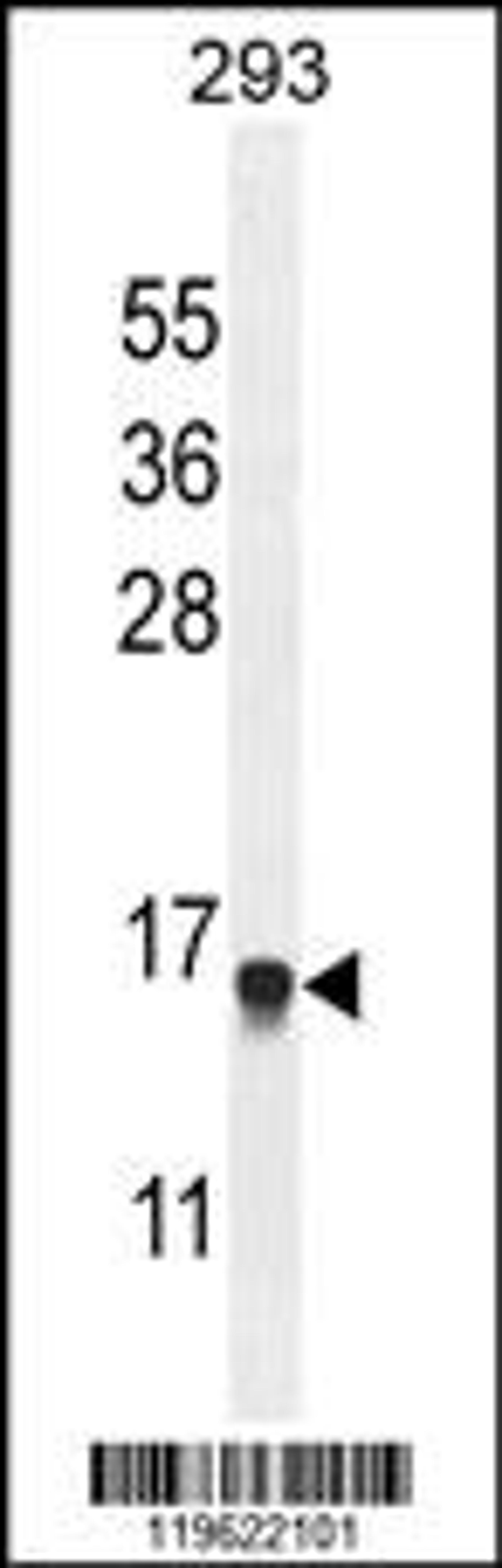 Western blot analysis in 293 cell line lysates (35ug/lane).