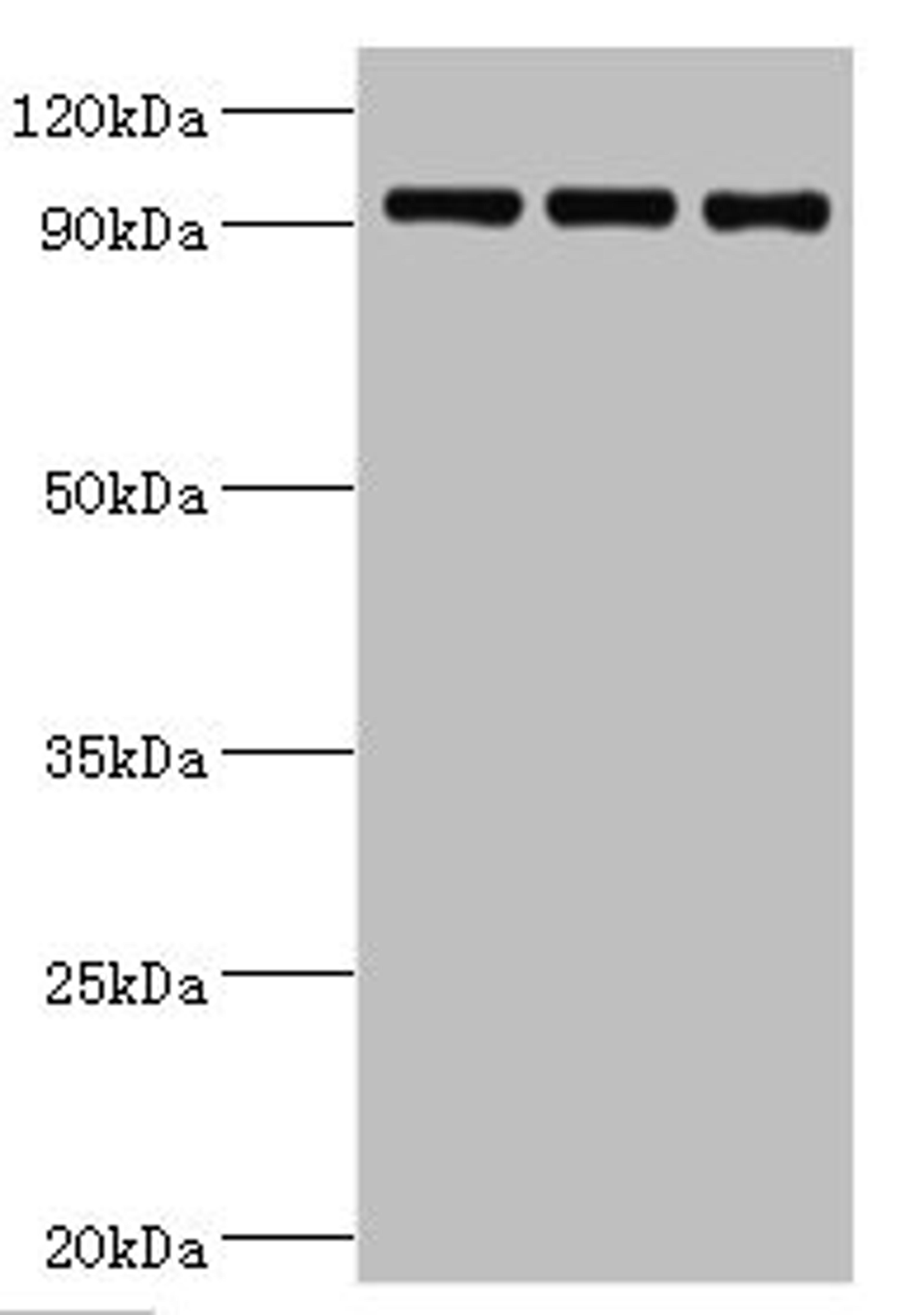 Western blot. All lanes: Heat shock protein 105 kDa. antibody at 1ug/ml. Lane 1: MCF-7 whole cell lysate. Lane 2: Hela whole cell lysate. Lane 3: Mouse brain tissue. Secondary. Goat polyclonal to rabbit IgG at 1/10000 dilution. Predicted band size: 97, 93, 98 kDa. Observed band size: 97 kDa.