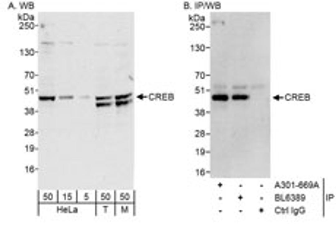 Detection of human and mouse CREB by western blot (h&m) and immunoprecipitation (h).