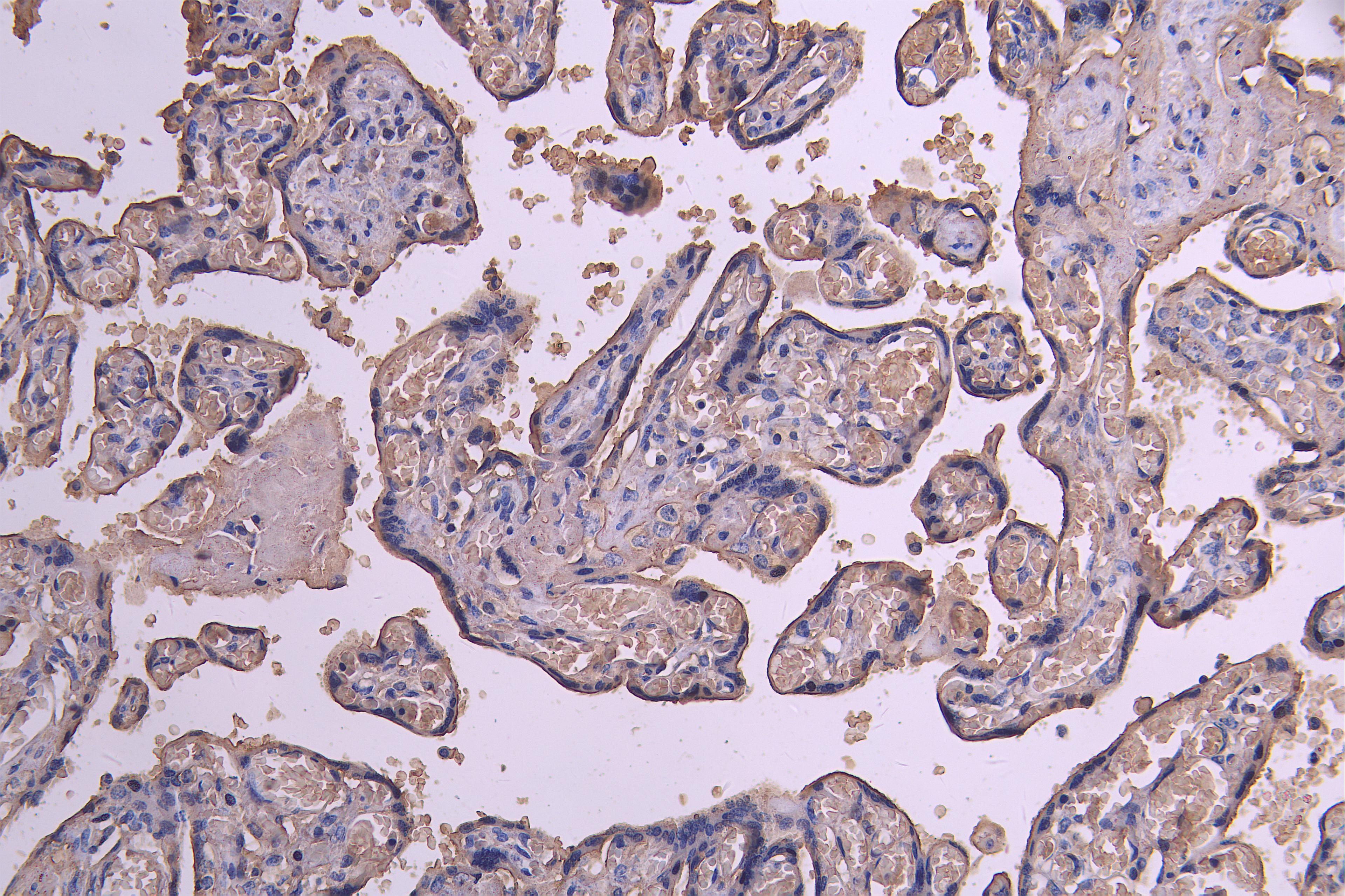 IHC image of CSB-RA623829MA1HU diluted at 1:200 and staining in paraffin-embedded human placenta tissue performed on a Leica BondTM system. After dewaxing and hydration, antigen retrieval was mediated by high pressure in a citrate buffer (pH 6.0). Section was blocked with 10% normal goat serum 30min at RT. Then primary antibody (1% BSA) was incubated at 4°C overnight. The primary is detected by a Goat anti-human polymer IgG labeled by HRP and visualized using 0.05% DAB.