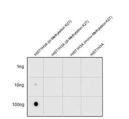 Dot Blot: Histone H3 [Trimethyl Lys27] Antibody [NBP2-16840] - Various peptide samples were spotted onto positively charged nylon membrane, and blotted with Histone H3 (tri-Methyl Lys27) antibody diluted at 1:2500.