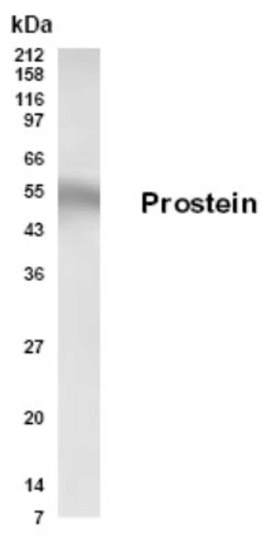 Western Blot: Prostein Antibody [NB200-129] - Western blot analysis of human Prostein in  metastatic adenocarcinoma LNCaP.FGC  cells with anti-hProstein at a 1:500 dilution.