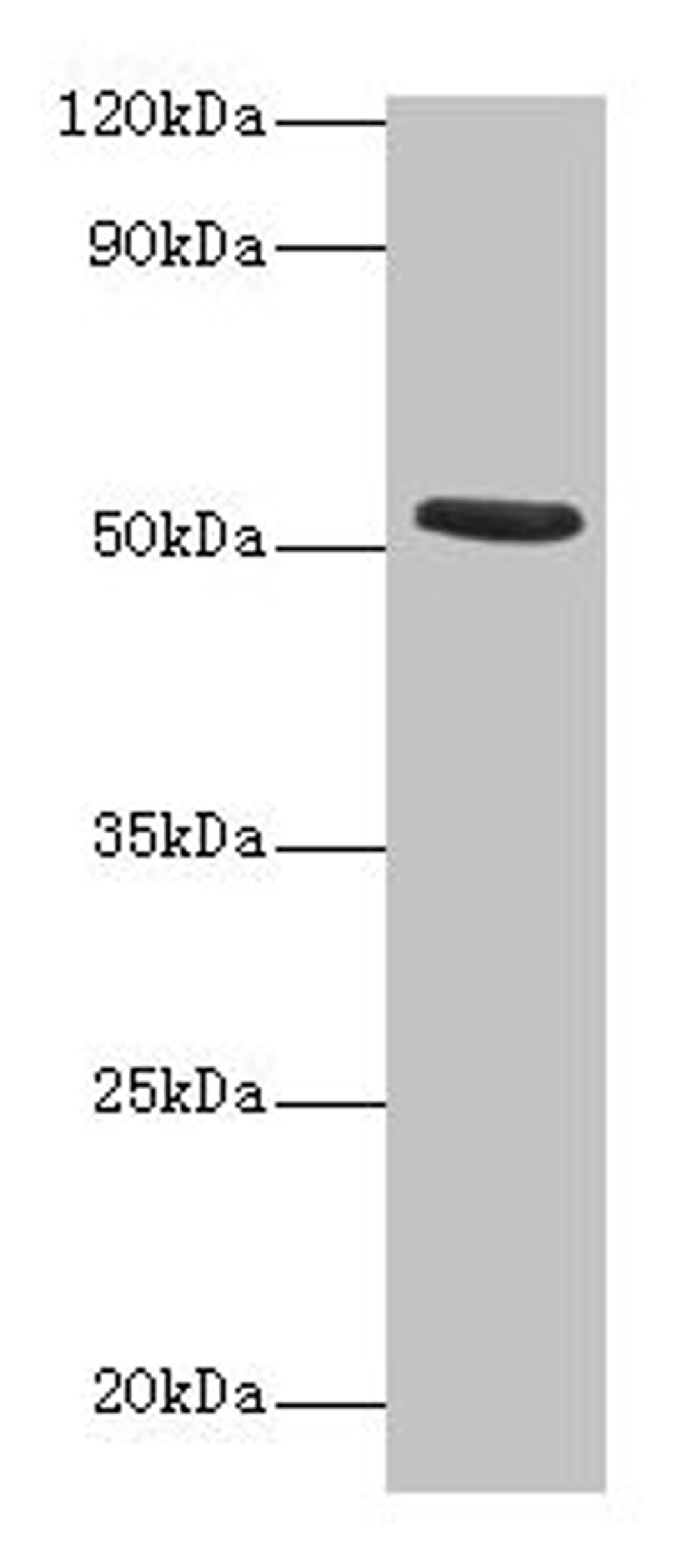 Western blot. All lanes: CHRNA1 antibody at 2µg/ml + Recombinant Acetylcholine receptor subunit alpha protein 0.1µg. Secondary. Goat polyclonal to rabbit IgG at 1/15000 dilution. Predicted band size: 53 kDa. Observed band size: 53 kDa