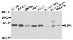 Western blot analysis of extracts of various cells using IL36A antibody