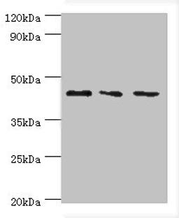 Western blot. All lanes: CHI3L2 antibody at 4ug/ml. Lane 1: Hela whole cell lysate. Lane 2: Rat brain tissue. Lane 3: A431 whole cell lysate. Secondary. Goat polyclonal to rabbit IgG at 1/10000 dilution. Predicted band size: 44, 35, 43 kDa. Observed band size: 44 kDa. 