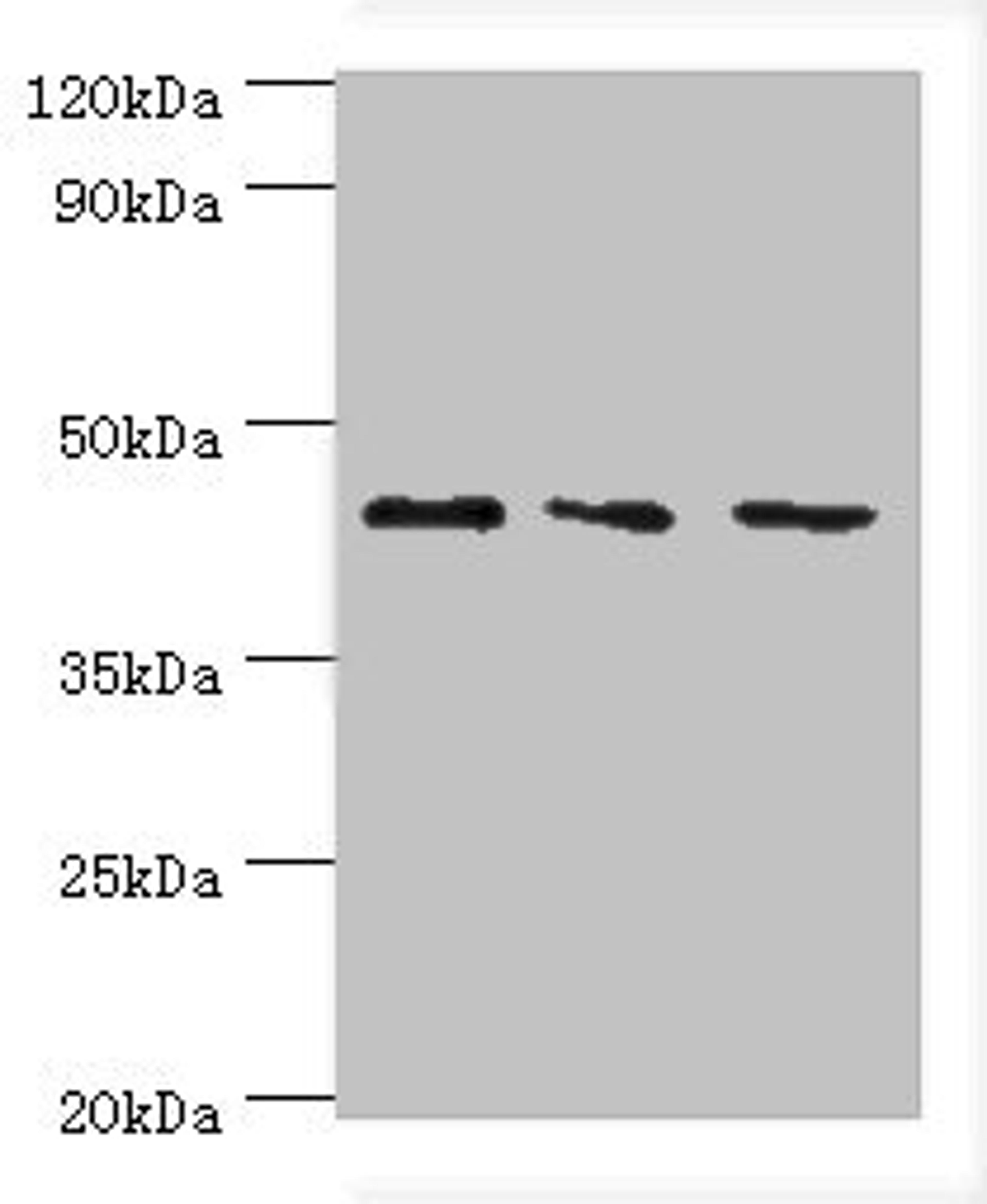 Western blot. All lanes: CHI3L2 antibody at 4ug/ml. Lane 1: Hela whole cell lysate. Lane 2: Rat brain tissue. Lane 3: A431 whole cell lysate. Secondary. Goat polyclonal to rabbit IgG at 1/10000 dilution. Predicted band size: 44, 35, 43 kDa. Observed band size: 44 kDa. 