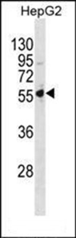 Western blot analysis of HepG2 cell line lysates (35ug/lane) using PSMD5 antibody(C-term)