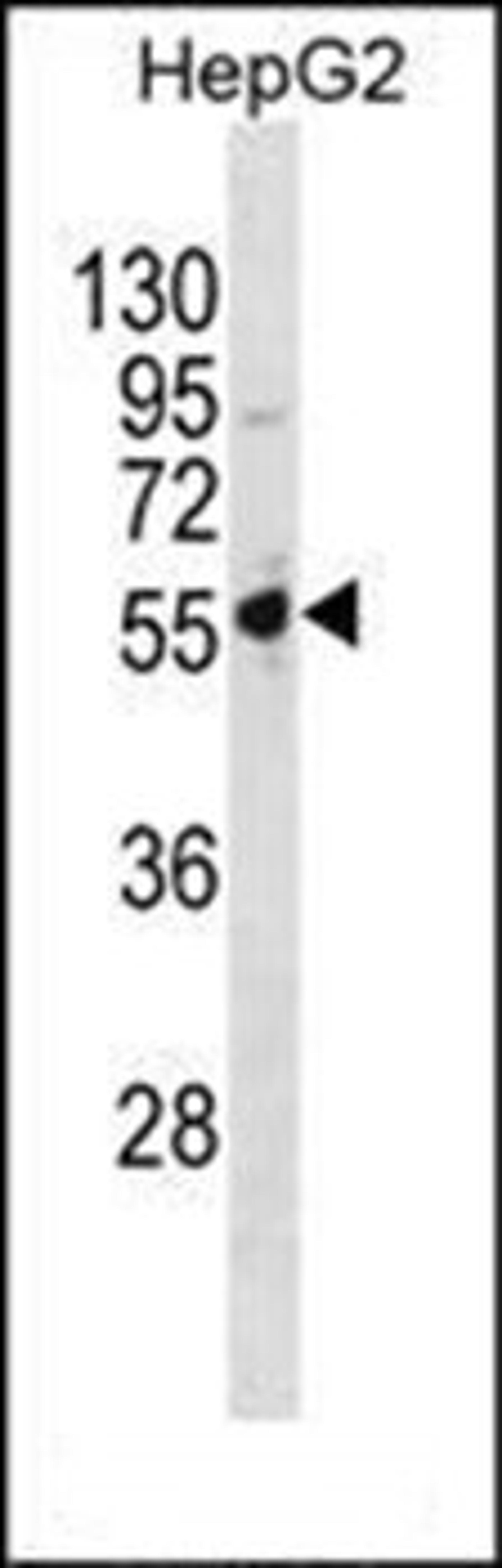 Western blot analysis of HepG2 cell line lysates (35ug/lane) using PSMD5 antibody(C-term)