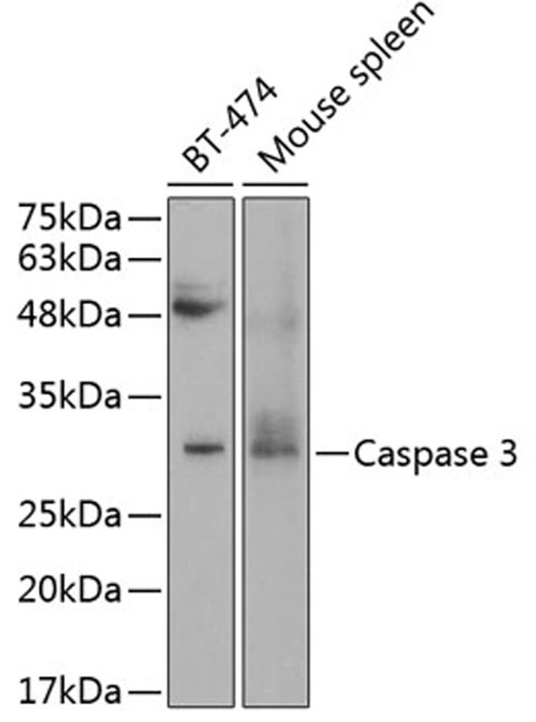 Western blot - Caspase-3 antibody (A11040)