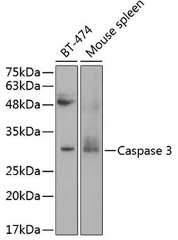 Western blot - Caspase-3 antibody (A11040)